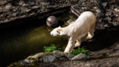 Co se děje v brněnské zoo aneb novinky ze zoo