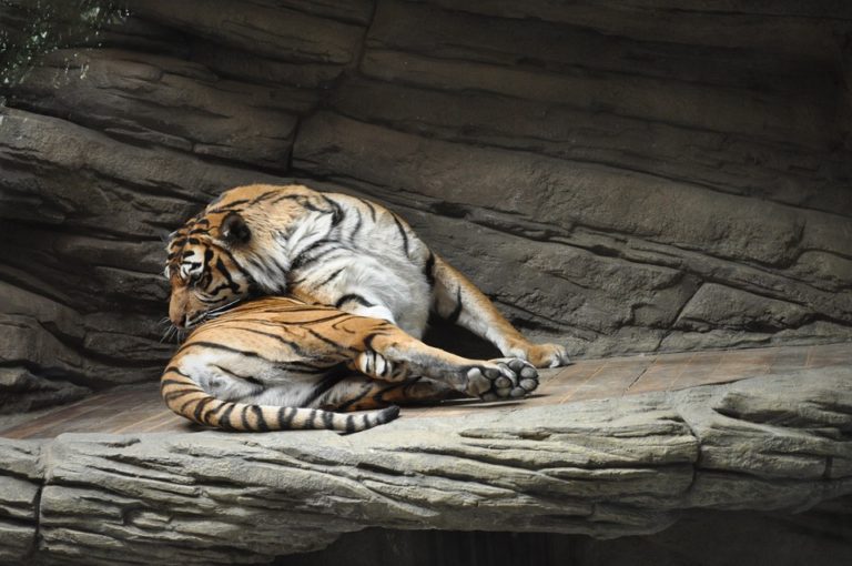 Zoologická zahrada