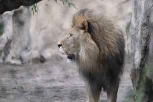 brněnské zoo
