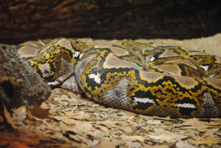 nový přírůstek zoo