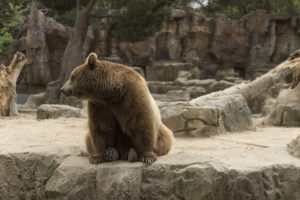Adopce zvířat ze zoo