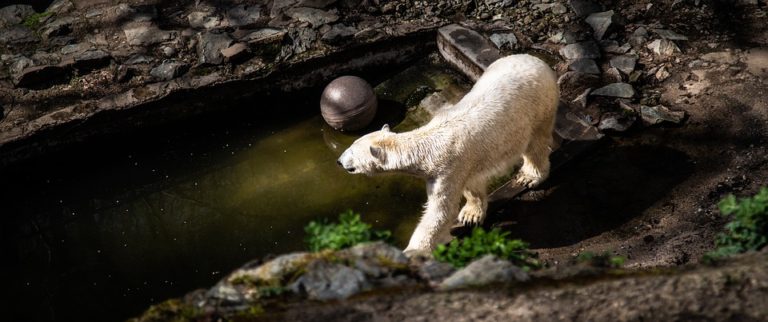 Co se děje v brněnské zoo aneb novinky ze zoo