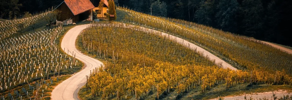 Vinice na jižní Moravě v okolí Brna za slunečného dne