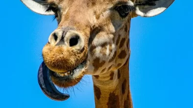 Žirafa v zoologické zahradě