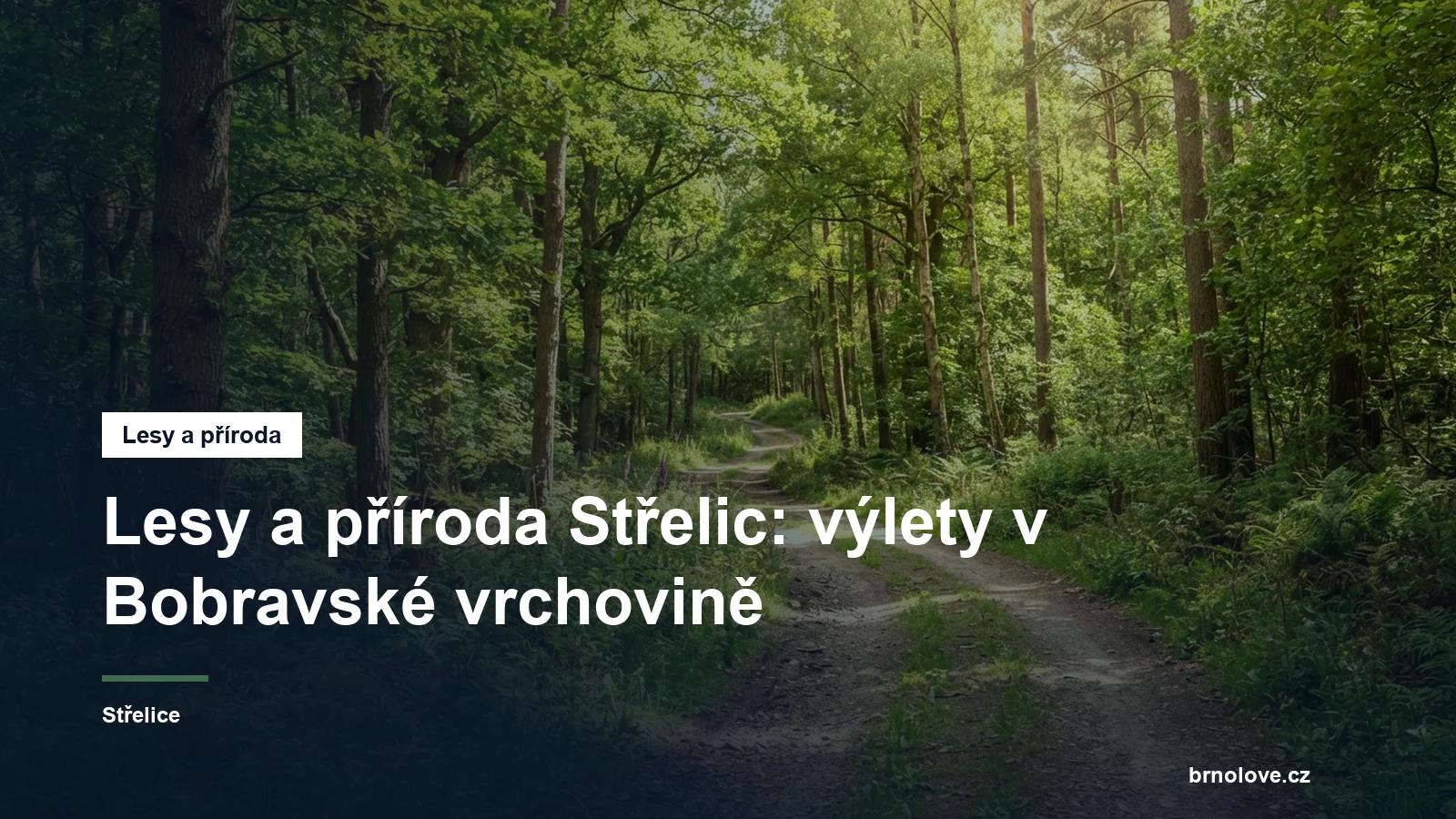 Les a cyklostezka v přírodě