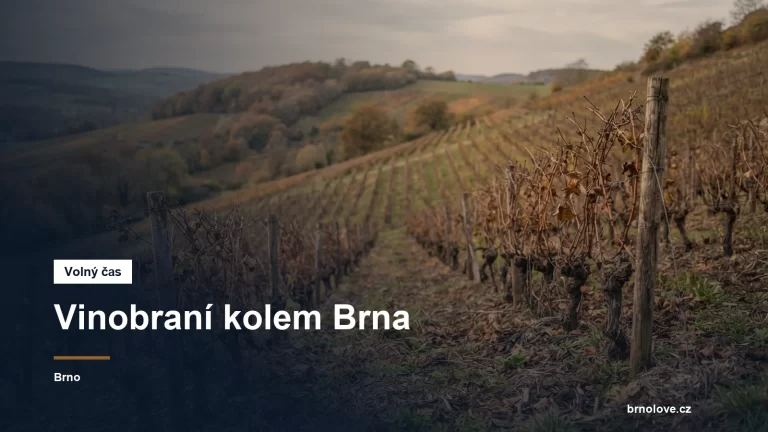 Vinice na podzim