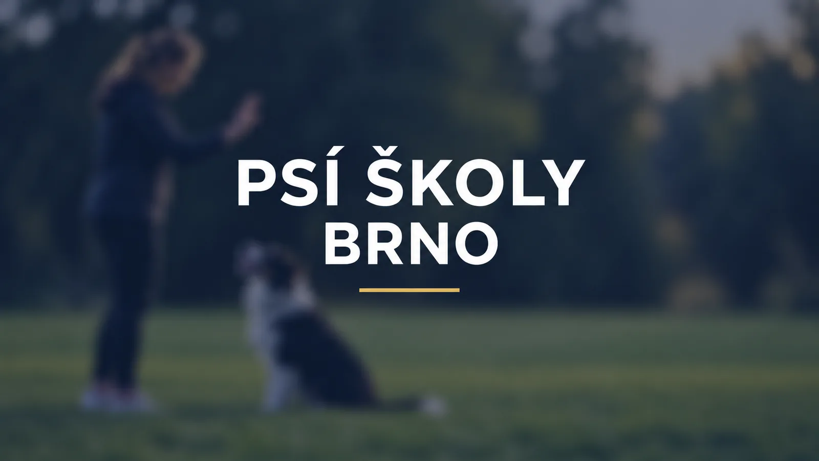 Psí školy v Brně: štěňata, poslušnost a individuální výcvik